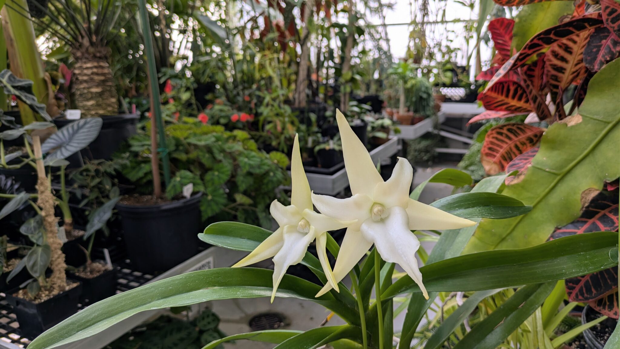Greenhouse First Friday